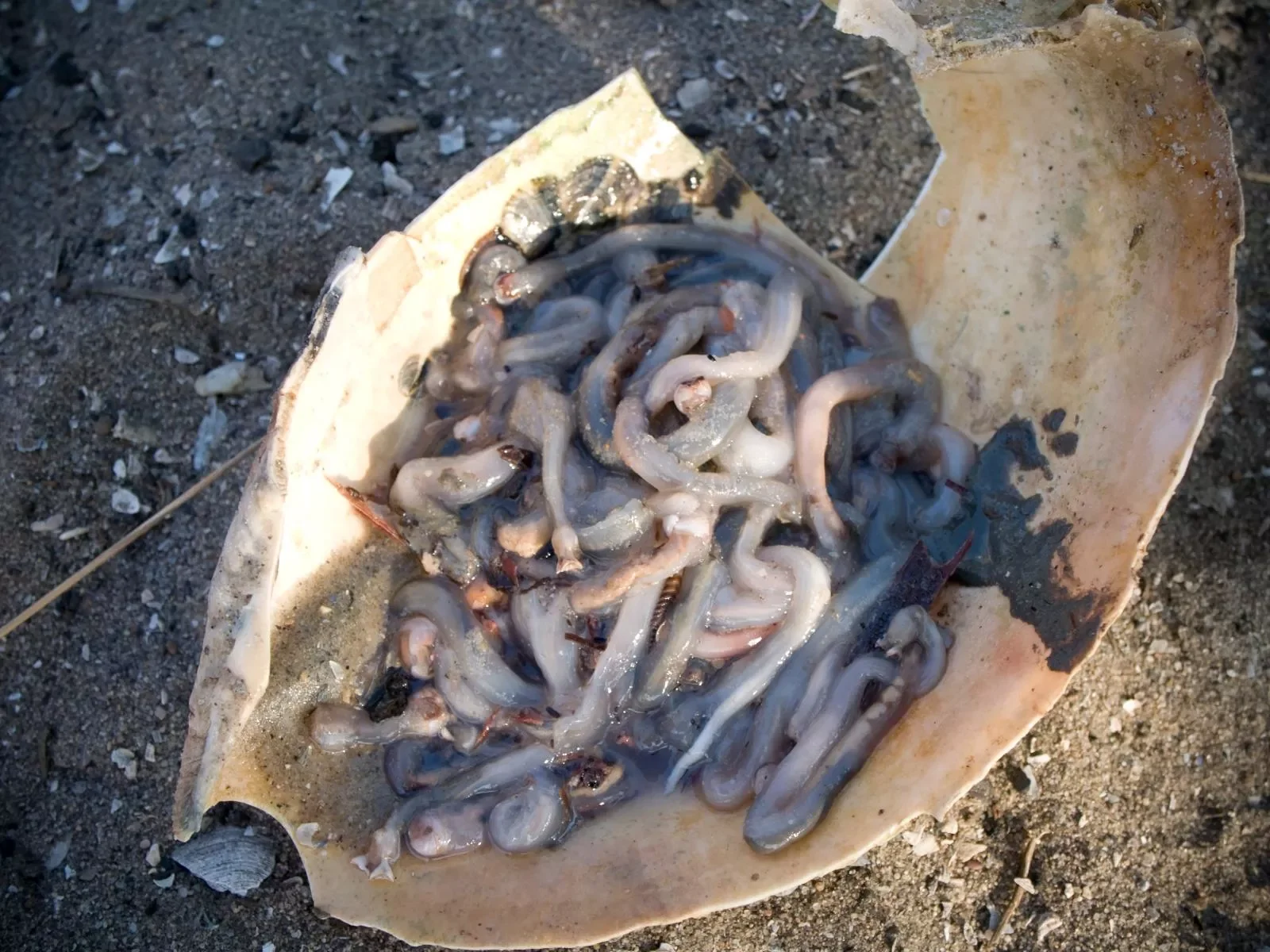 Mangrove-worms.-Maningrida-a0509081532.webp