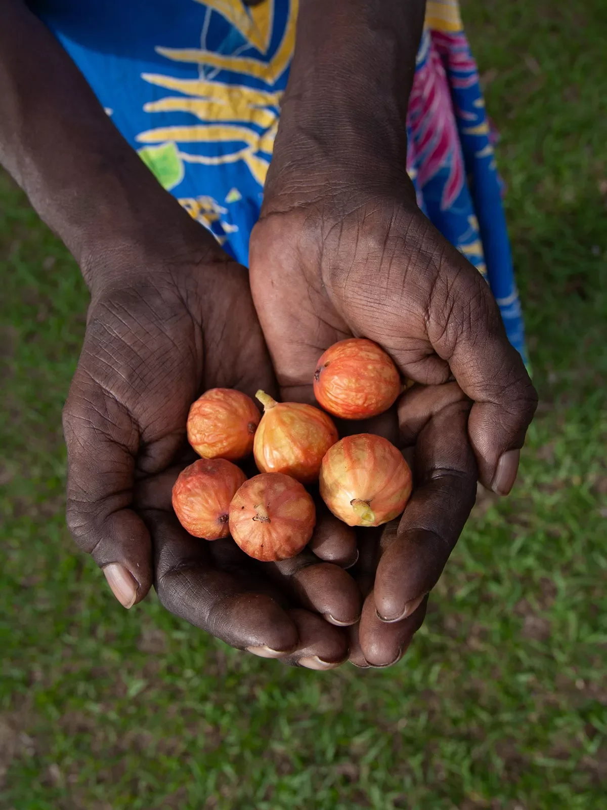 Margaret-Katherine-holding-bush-figs-Barunga-NT-102007-05-022007-05-02214.webp
