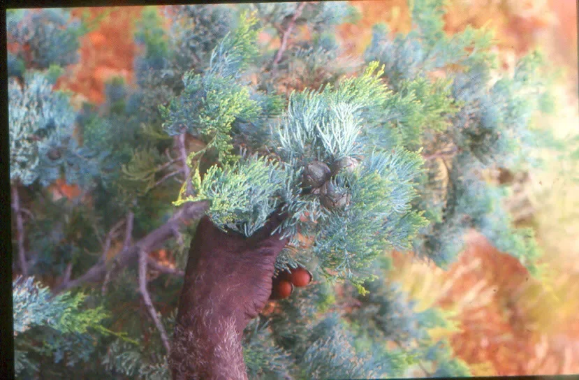 medicinal-bush.webp