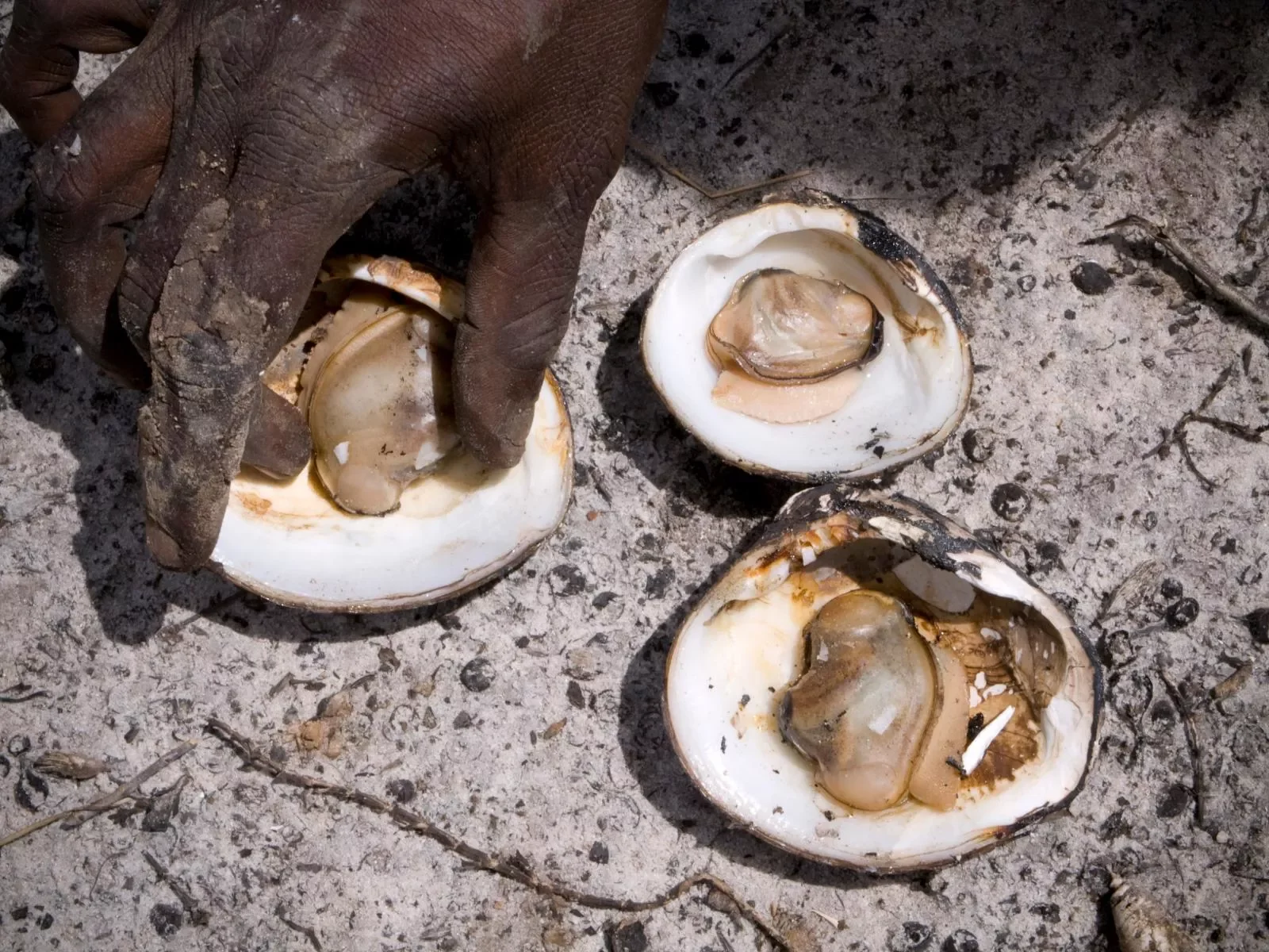 Mud-Mussels.-Maningrida-a0509081526-copy.webp
