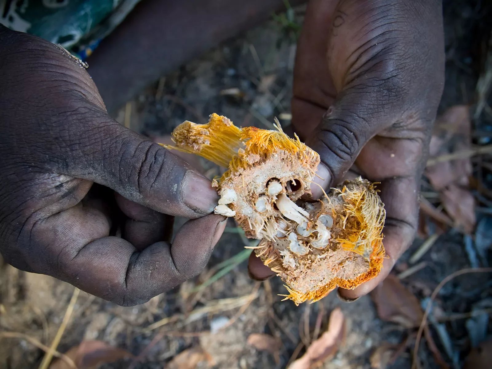 Pandanus-nut.-Maningrida.a0505081431.webp