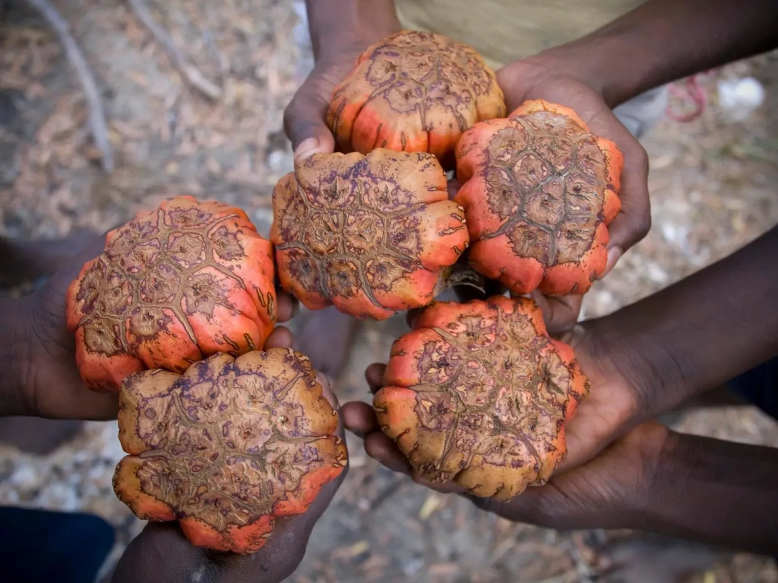 Pandanus-nuts-.-Maningrida-a0512081538.webp