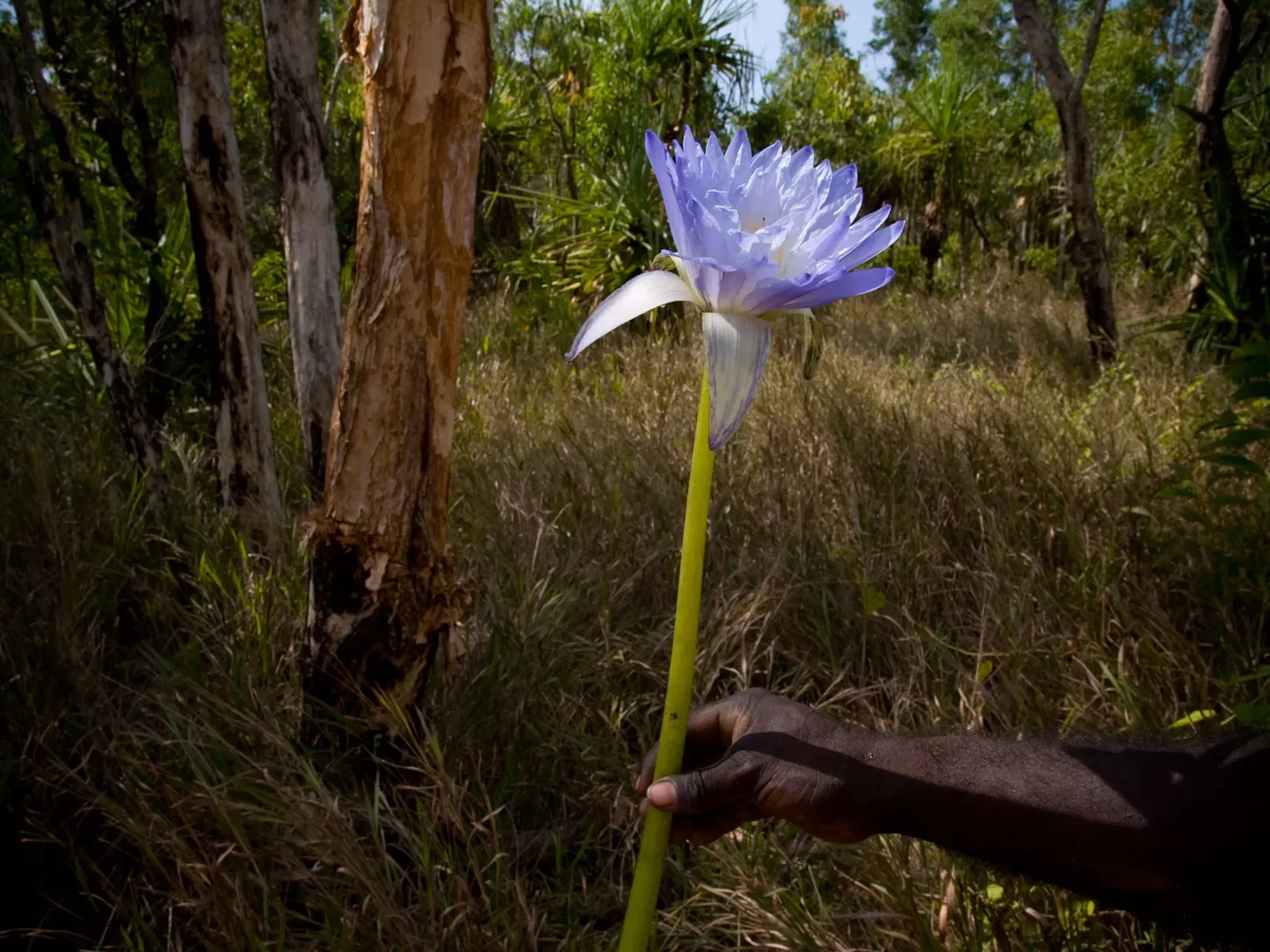 waterlilly-.-Maningrida-a0512081537.webp