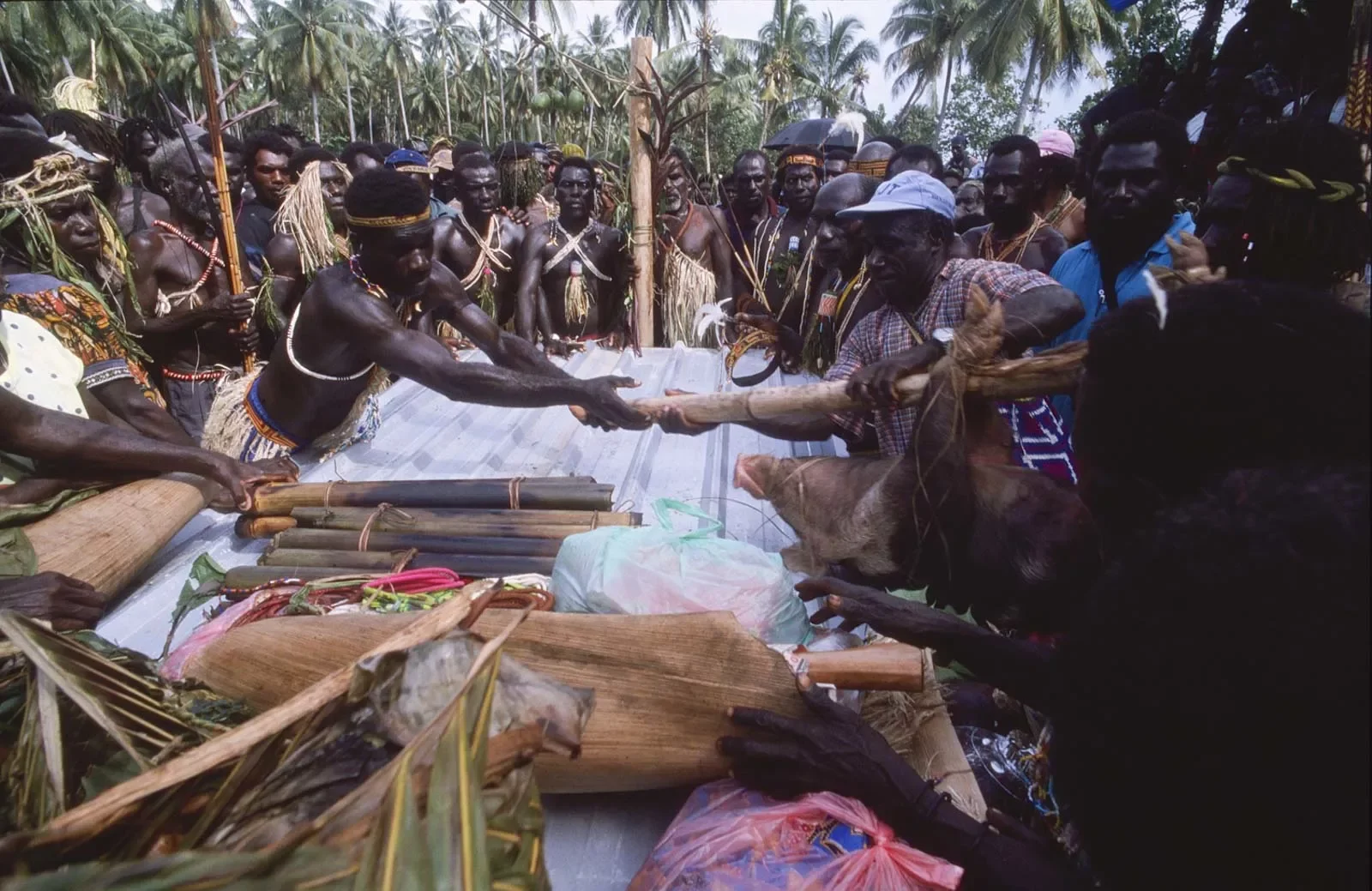 BreakingBowsAndArrows_Bougainville_PNG_MS35mm_29_cropped.webp
