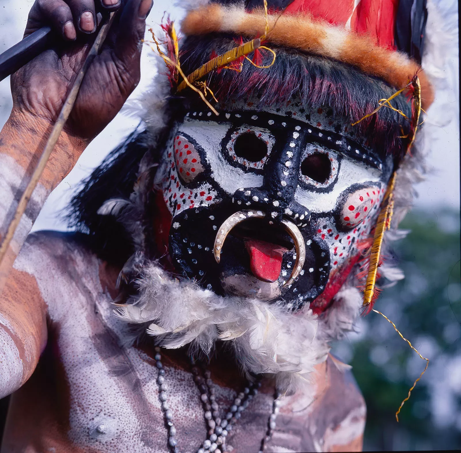 1_Goroka_Show_1984-1996_MountedLF_©LizThompson_39.webp