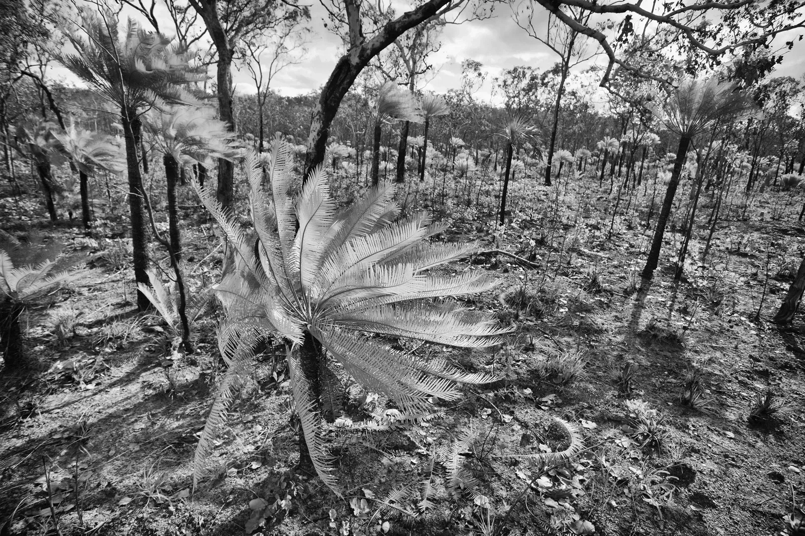 Wägilak_3 20000101_0142_BW25.webp