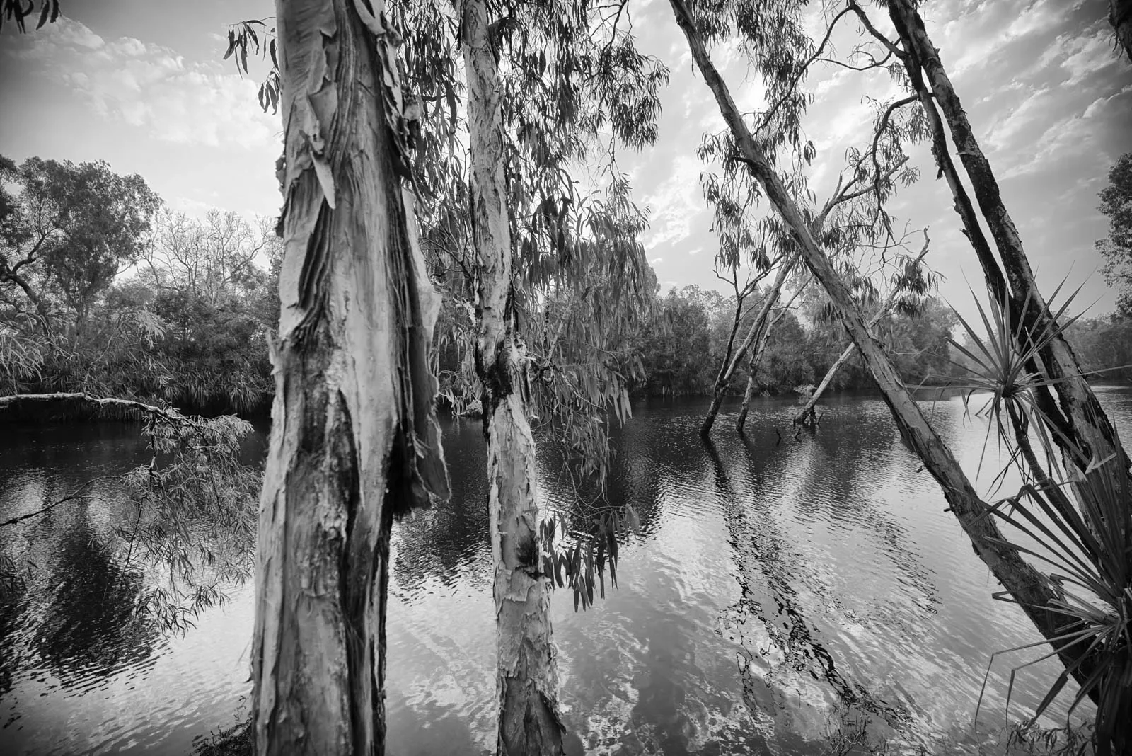Wagilak_7a_-DSC_7862_BW.webp