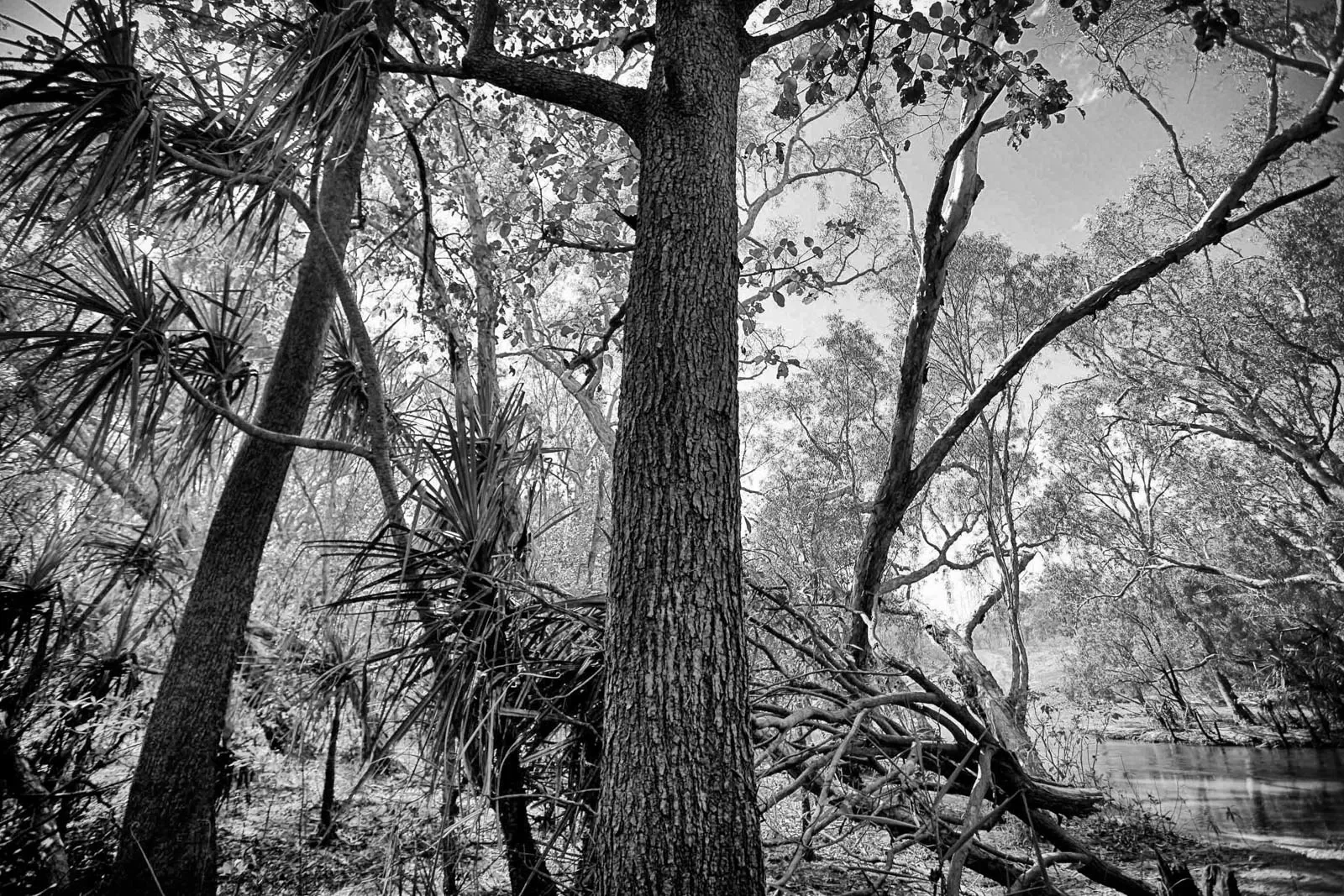 Wagilak_36_BW.webp