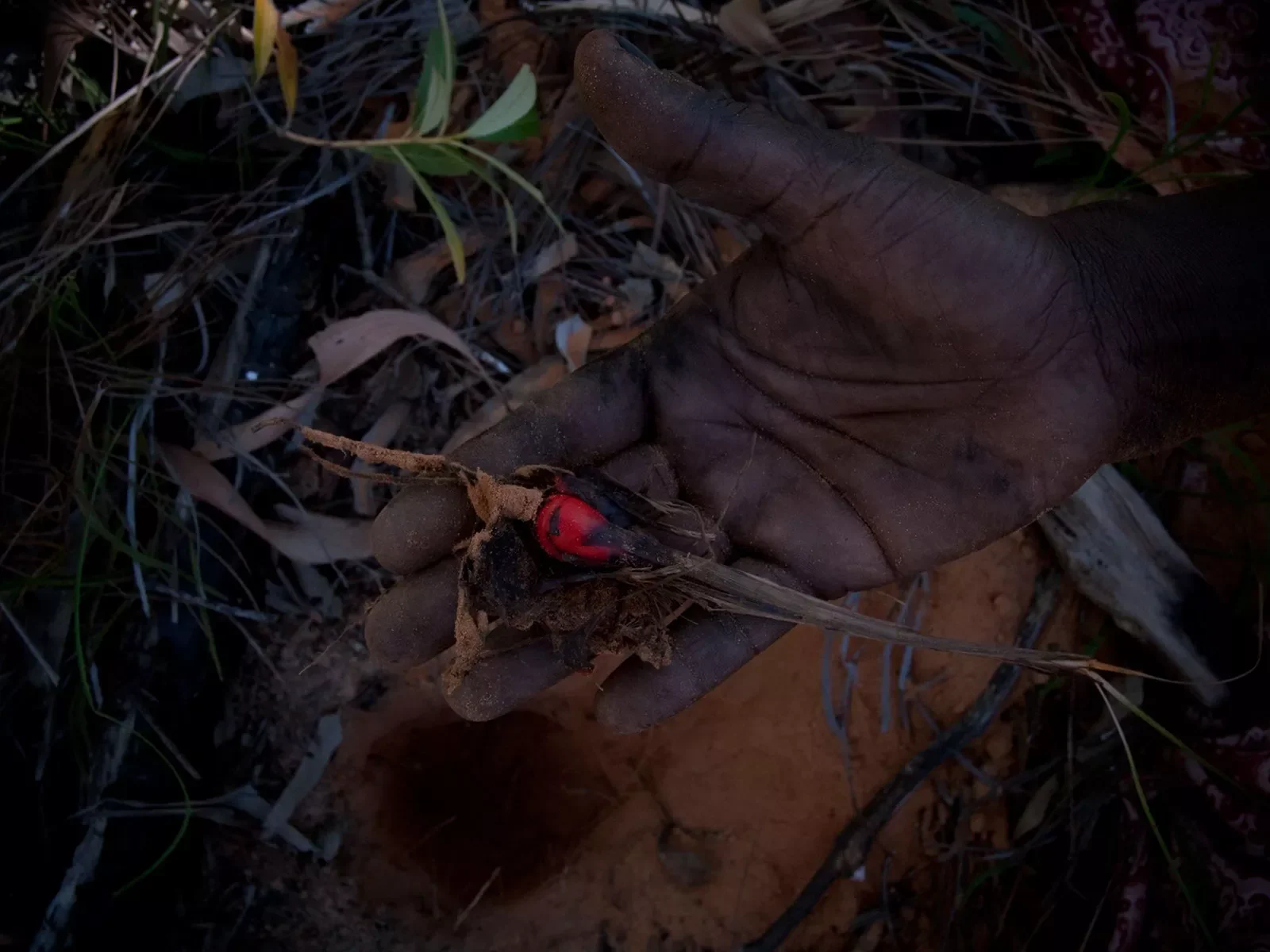 dye-for-pandanus-.webp