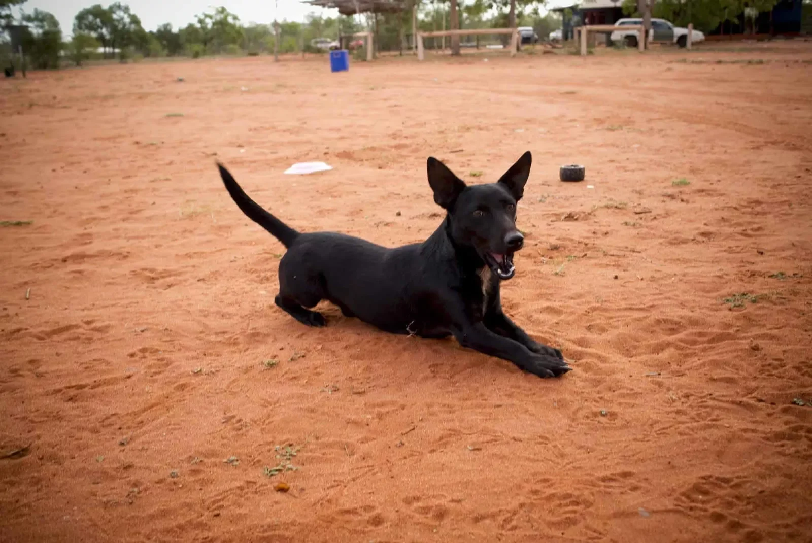 happy-dog.webp