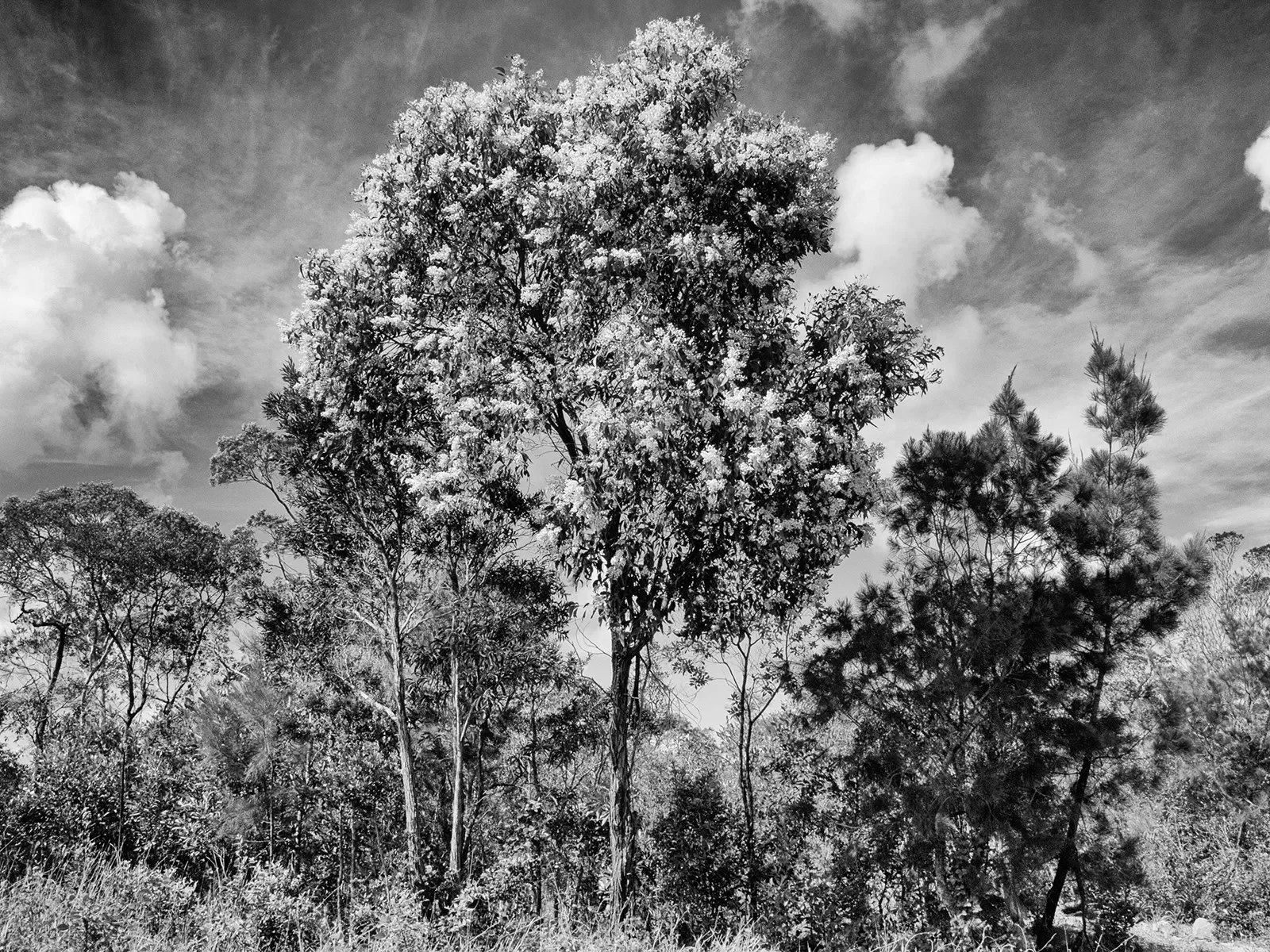 Lockhart_detail_L1280633_BW.webp