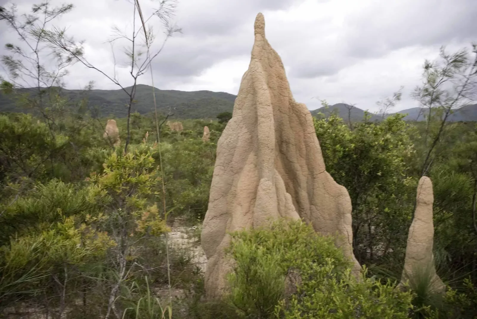 Termites-Cape.webp