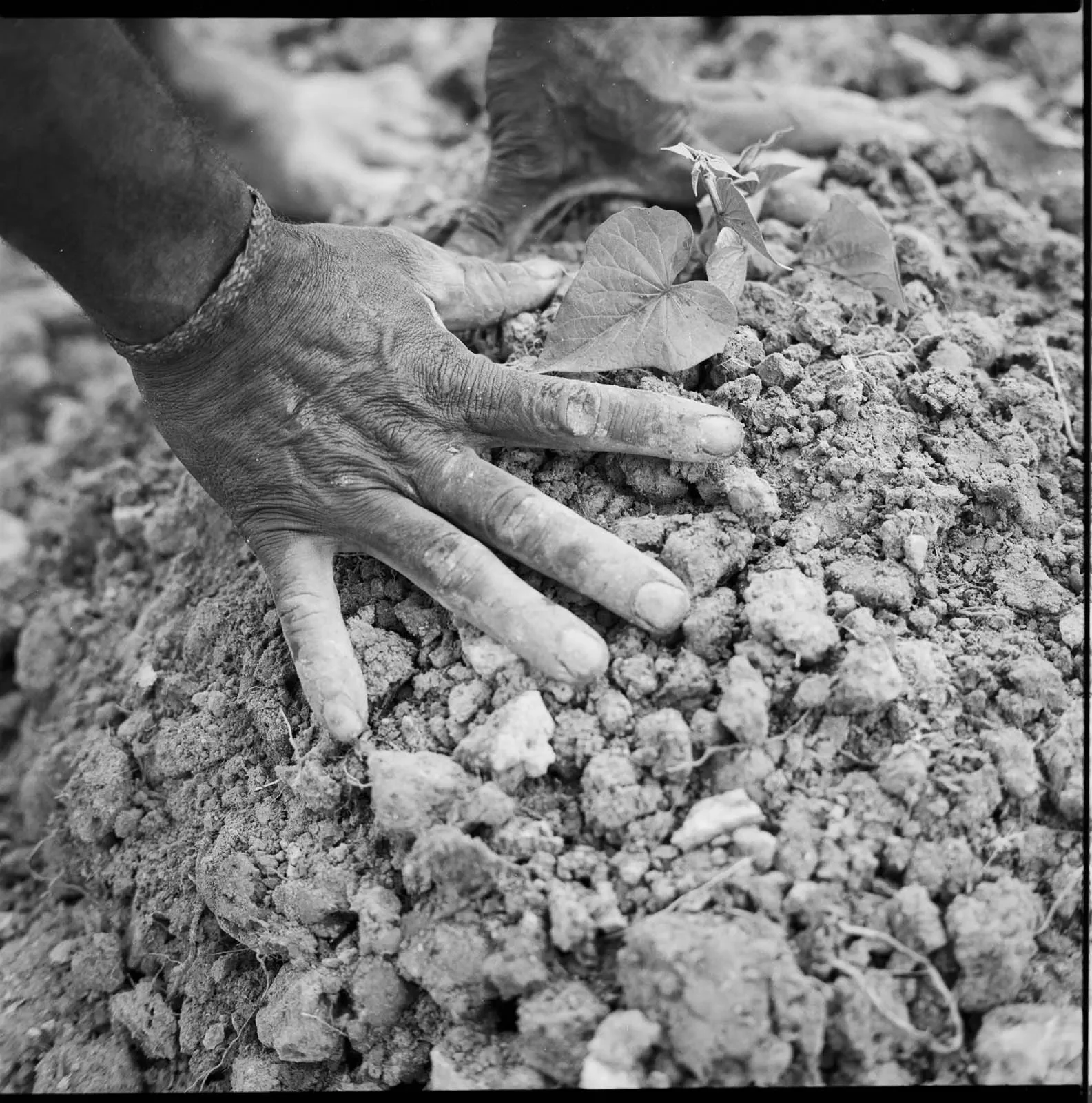 West_Papua_Baliem_Valley_1989_LFBW_©LizThompson_152.webp