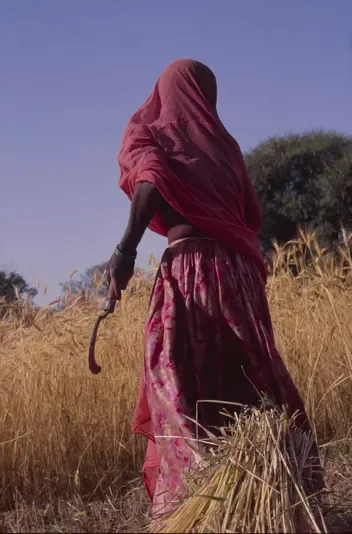 Bhil_Raya_Village_Rajasthan_India_35.webp