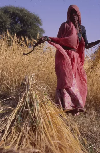 Bhil_Raya_Village_Rajasthan_India_44.webp