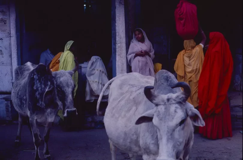 Bhil_Raya_Village_Rajasthan_India_76.webp
