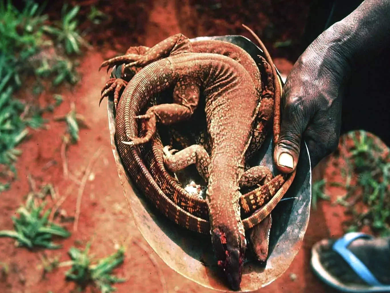 goanna.webp