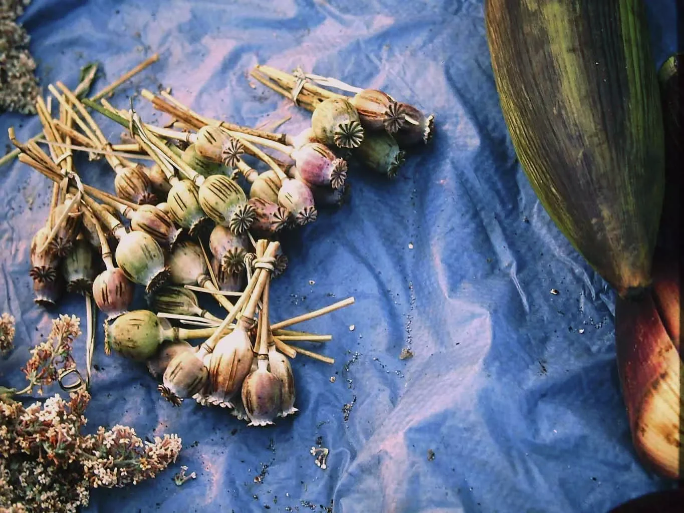 opium-.webp