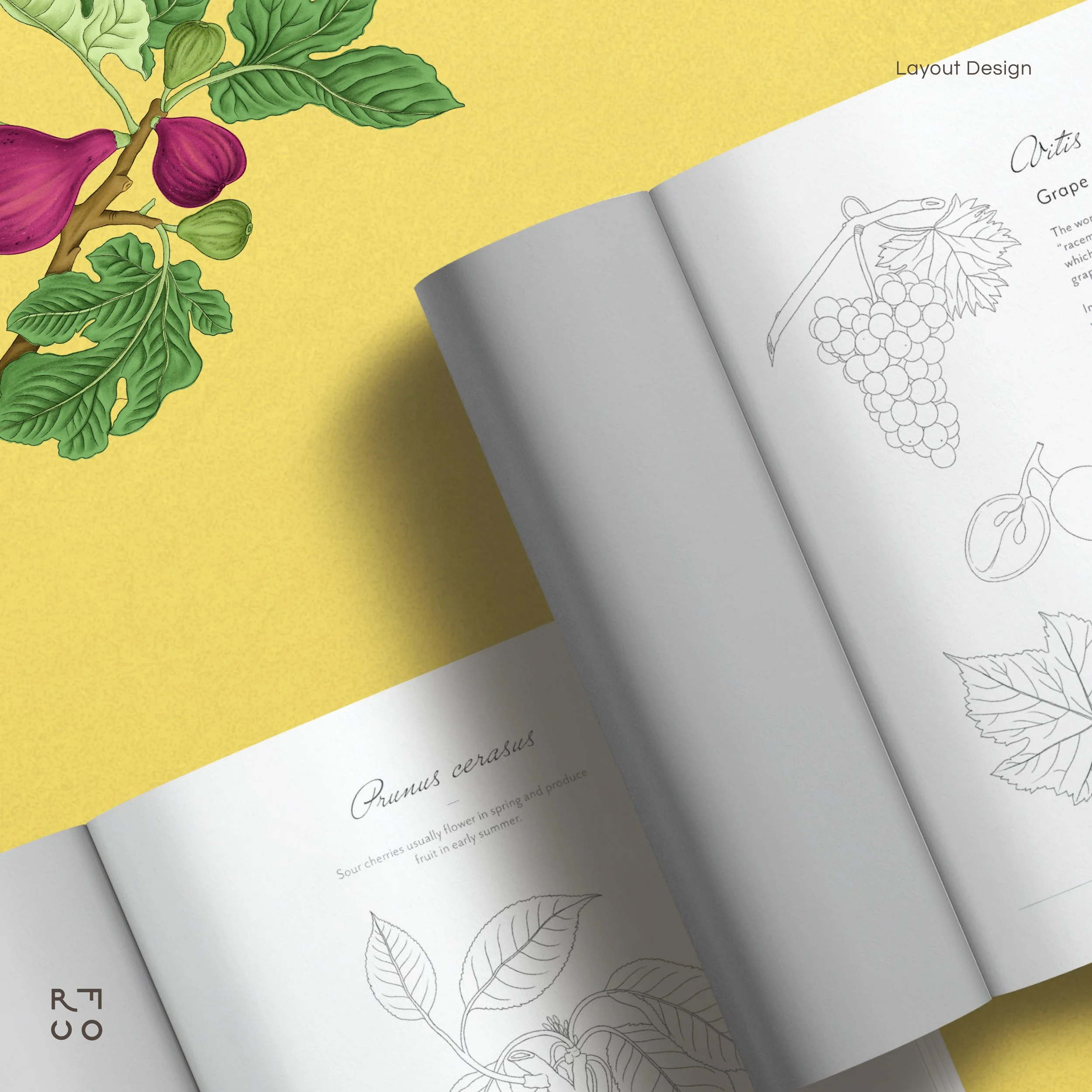 2404-Showcase-The Story of Fructus-Fb-2.jpg