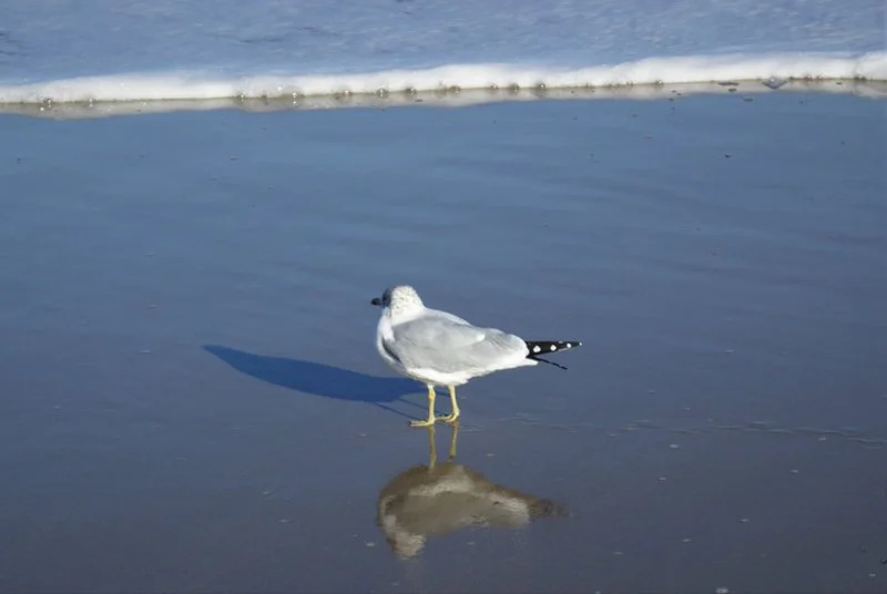 A seagull standing on a wet shoreline with its reflection visible in the shallow water.