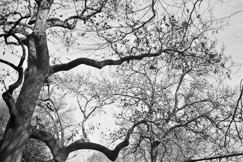 Black and white photo of leafless tree branches against the sky.