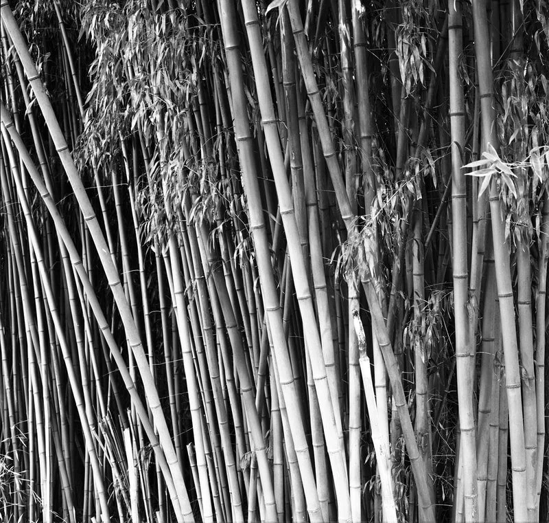 Black and white photo of tall bamboo stalks with leaves.