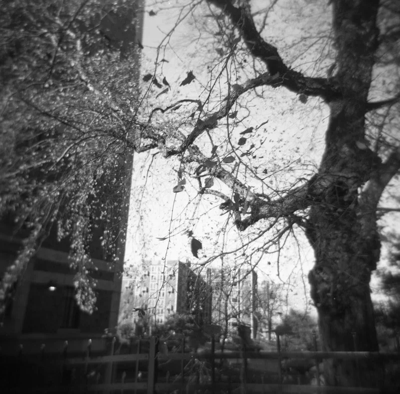 Black and white photo of a large, leafless tree with branches extending in multiple directions, seen from below, with buildings and power lines in the background.