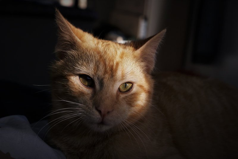Close-up of an orange tabby cat looking towards the camera with sunlight illuminating its face.