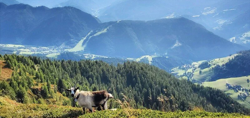 Goat standing on a grassy hillside with a mountainous landscape and pine forests in the background.