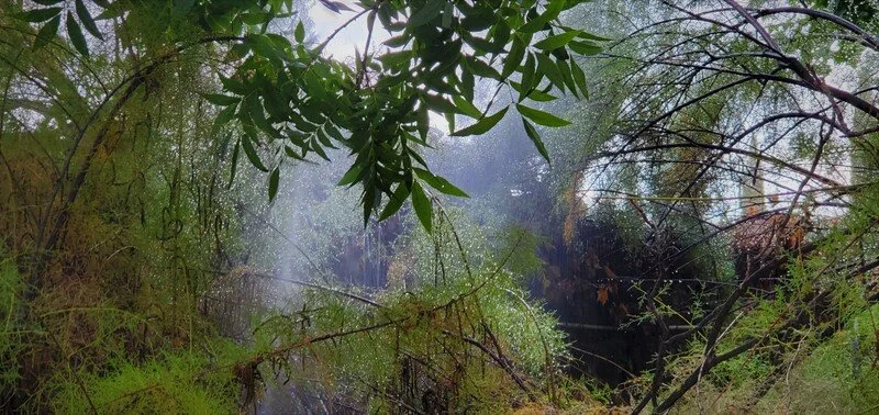 A dense forest scene with green foliage, trees, and underbrush, with a foggy or misty atmosphere.