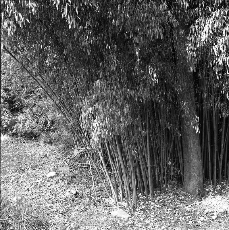 A black and white photo of tall bamboo stalks and a tree in a natural outdoor setting.