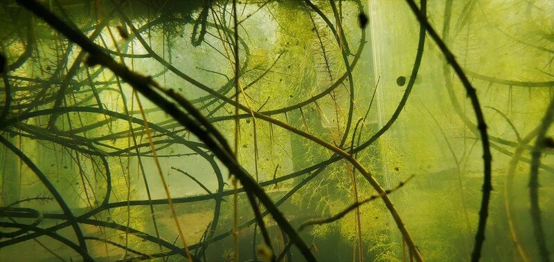Underwater view of submerged branches and aquatic plants with a greenish hue.