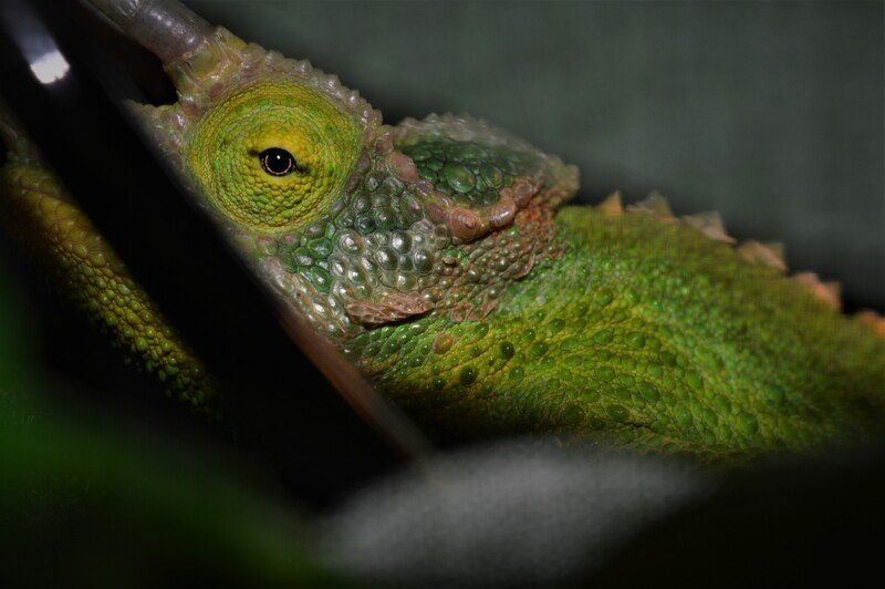 Close-up of a green chameleon with textured skin and a detailed eye, camouflaged among leaves.