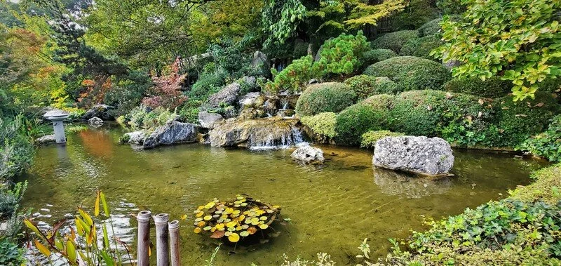 A Japanese garden pond with water lilies, rocks, lush green bushes, and trees.