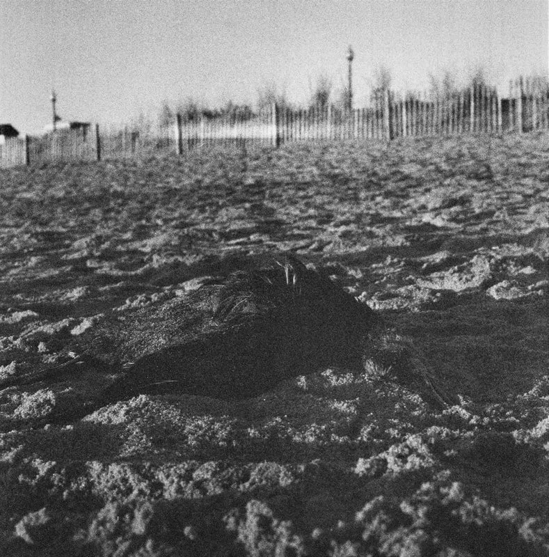 A dead seal on the sandy beach with a wooden fence and some structures in the background, under a cloudy sky.