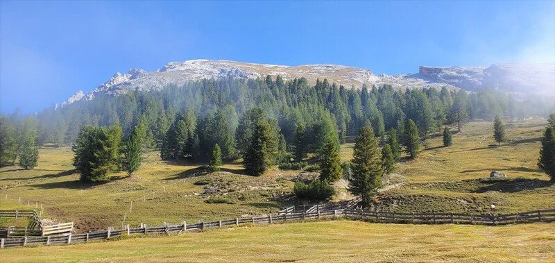 A mountain landscape with a forest of evergreen trees, grass fields, and a wooden fence in the foreground.
