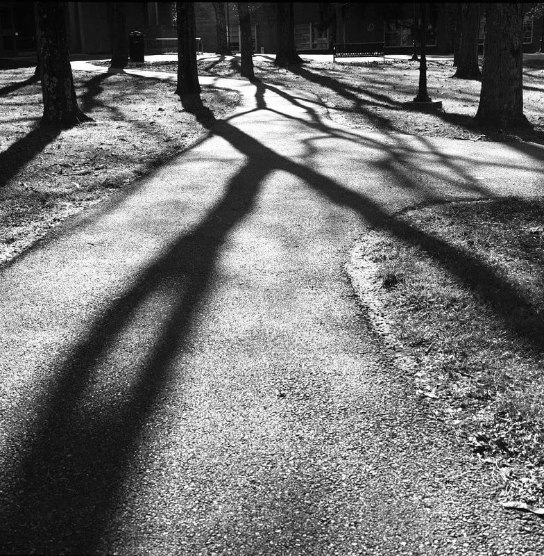 Shadows of trees cast across a paved pathway in a park, with leafless trees lining the sides and a lamp post visible in the background.