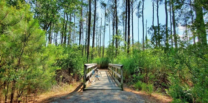 A small wooden bridge over a trail in a green forest with tall trees and bushes.