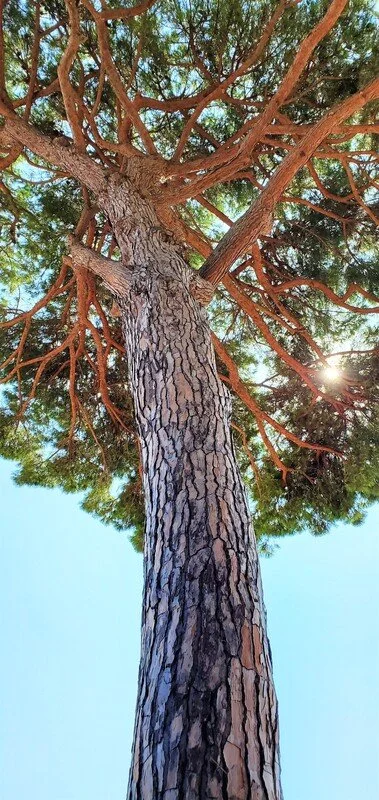 A tall pine tree viewed from below, with red-brown branches and green foliage against a blue sky.