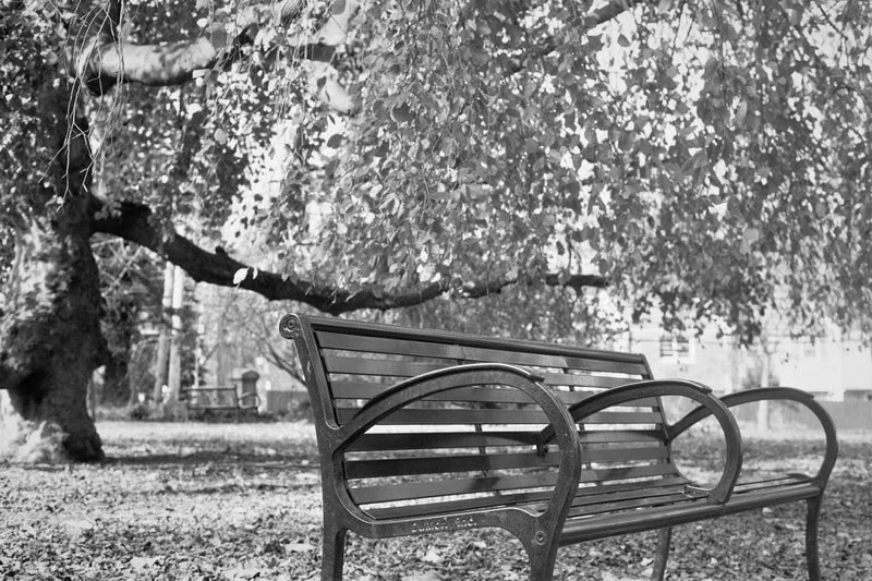 Black and white photo of a park bench beneath a tree with fallen leaves on the ground.