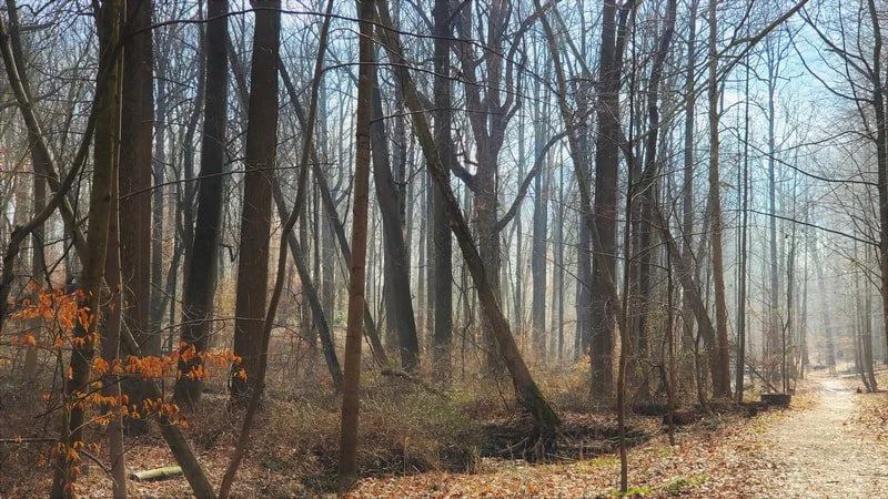 A wooded forest trail with leafless trees and a dirt path shaded by sparse foliage.