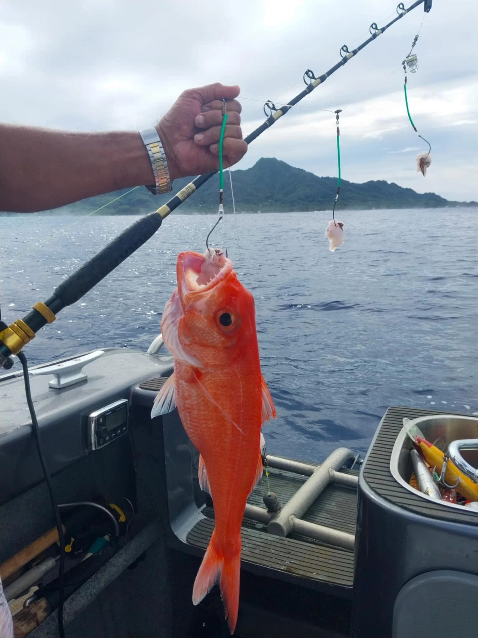 This is a ruby snapper you find these between 250m-400m depth!! Deep drop fishing in Rarotonga!