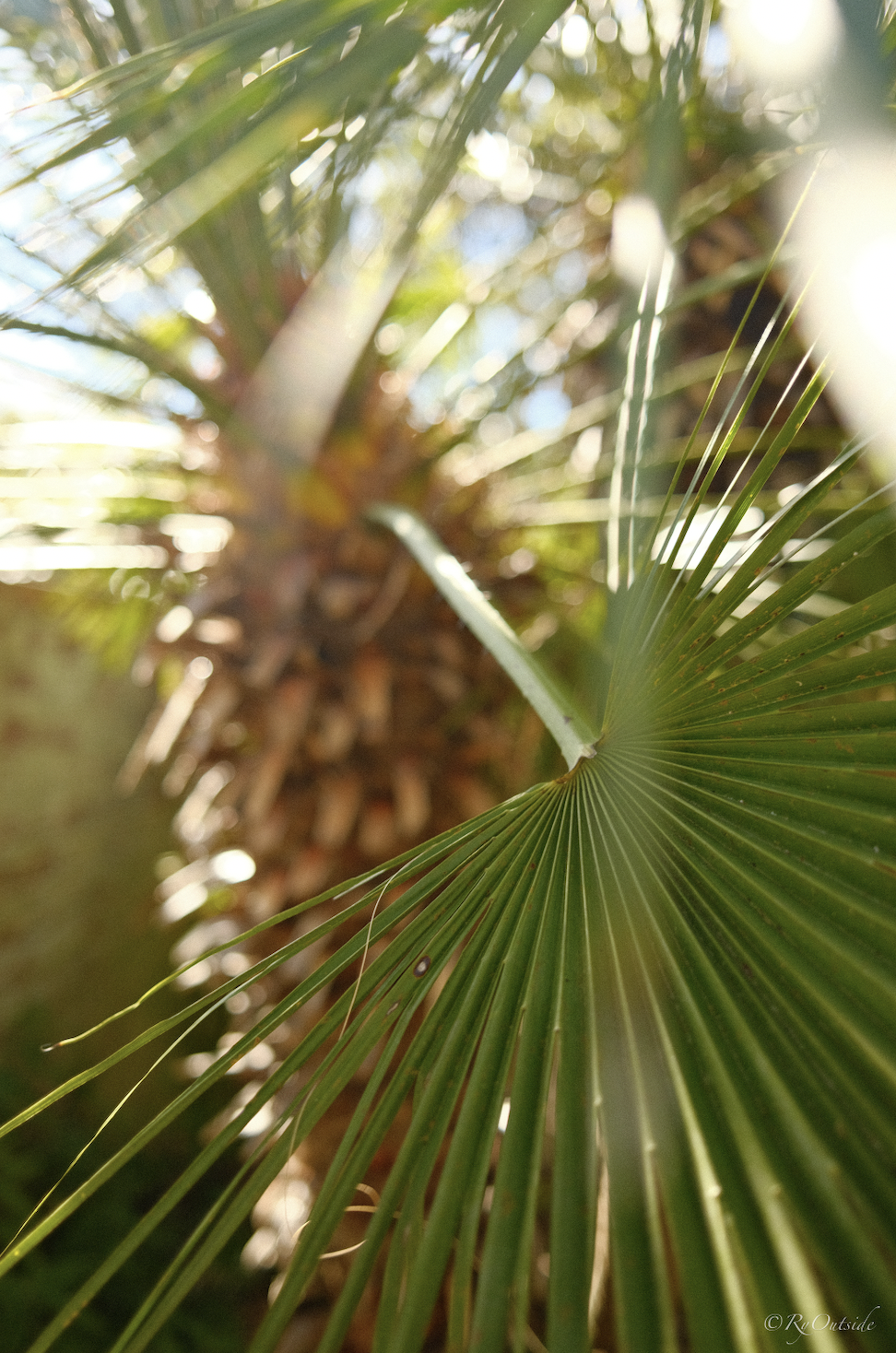 Notecards: Analogue Palms (set of 3)