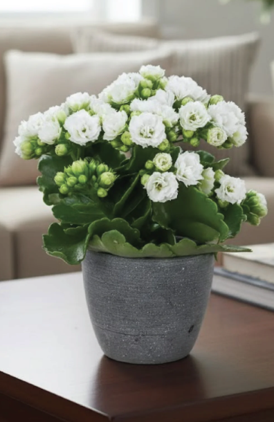 Kalanchoe Pot Plant 120mm