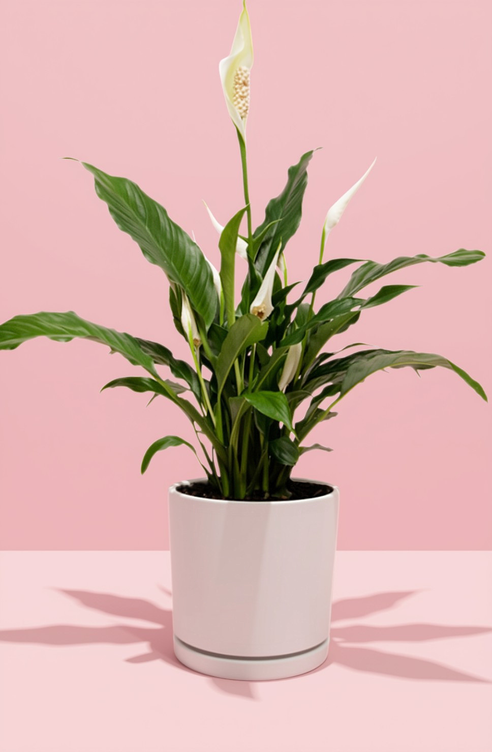 Untitled design - 28.PNG