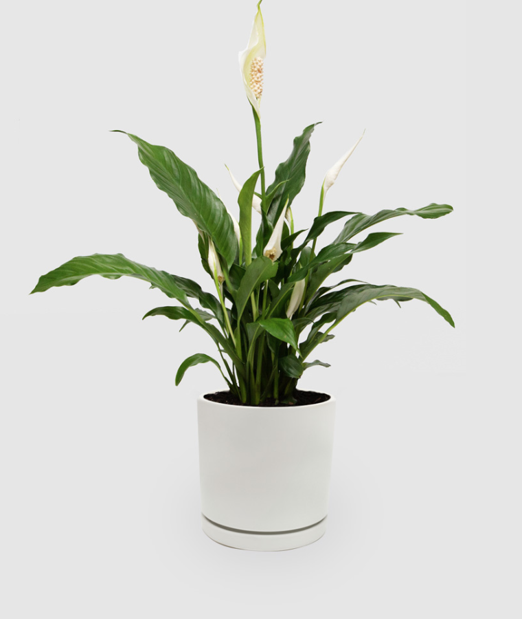 Peace Lily Pot Plant