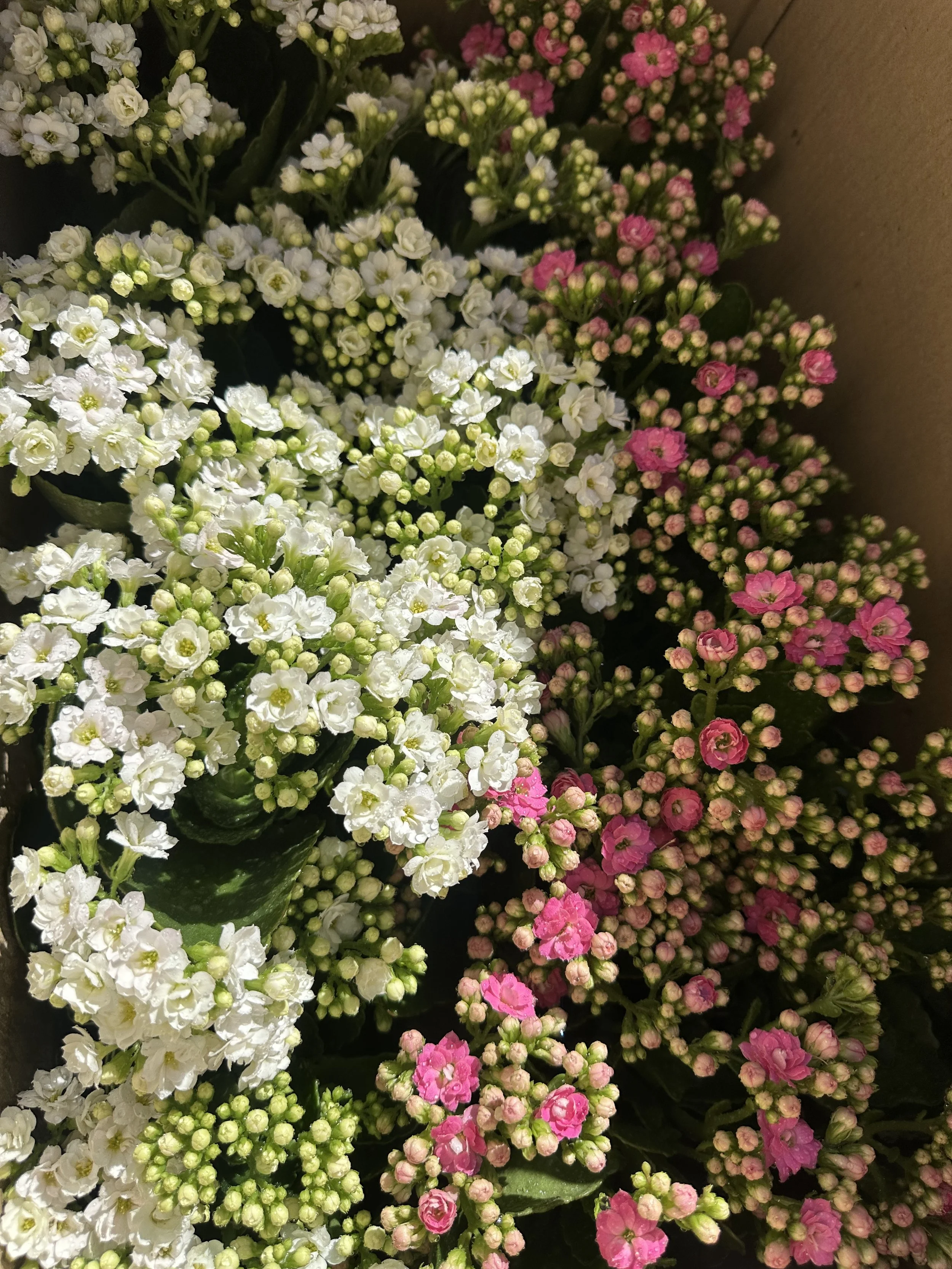 Kalanchoe Pot Plant 120mm