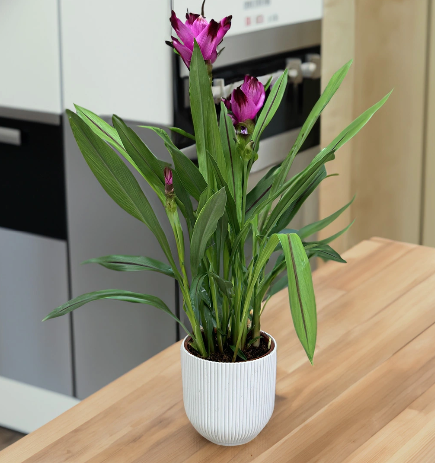 Screenshot 2026-02-17 at 5.19.29 PM.png