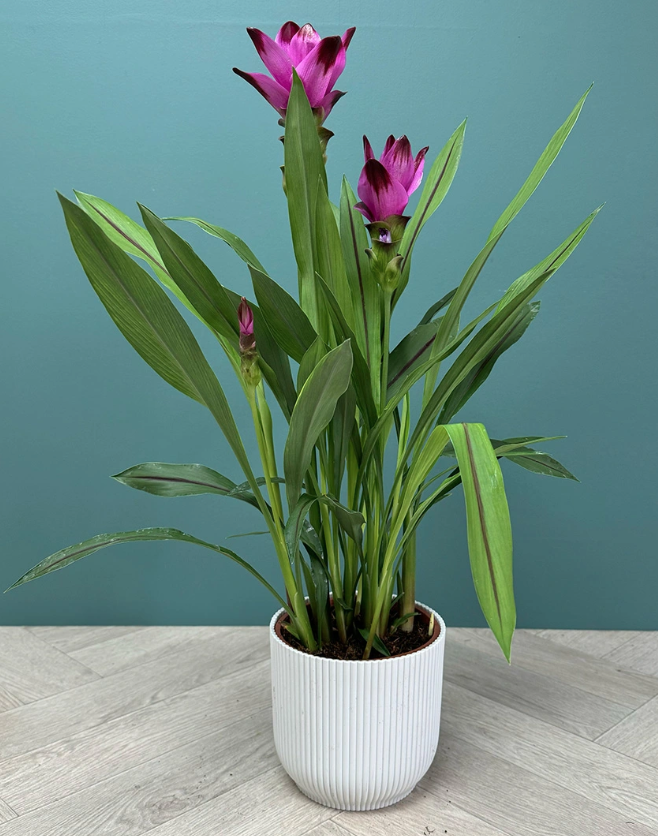 Screenshot 2026-02-17 at 5.19.11 PM.png