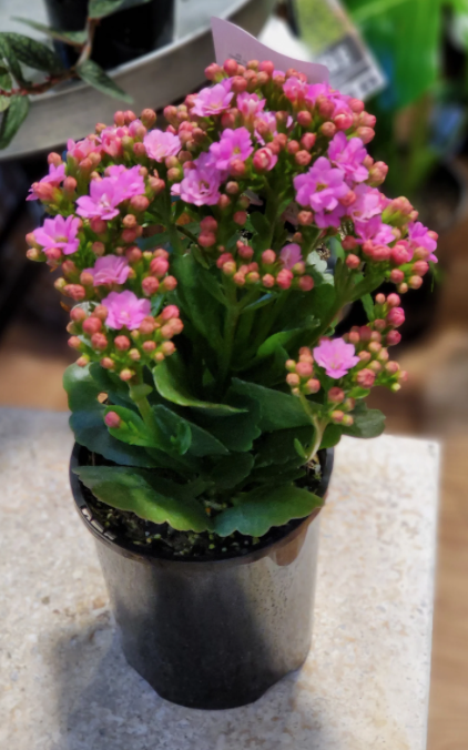 Kalanchoe Pot Plant 120mm